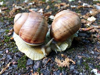 Close-up of snail on land