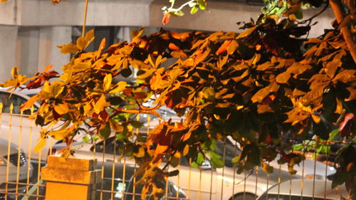 Yellow leaves growing on tree during autumn