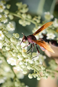 Close-up of bee pollinating on flower