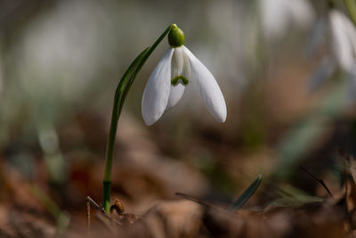 Close-up of white flowering plant