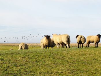 Horses grazing on field against sky