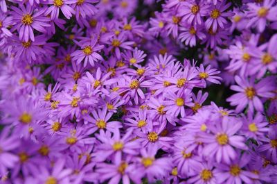 Close-up of purple flowers blooming outdoors