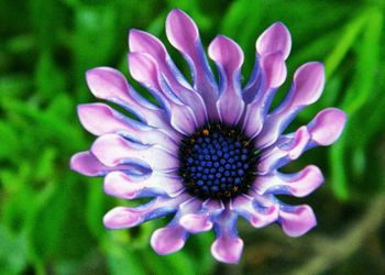 Close-up of purple flowers blooming