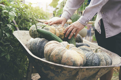 Midsection of man keeping pumpkins in wheelbarrow