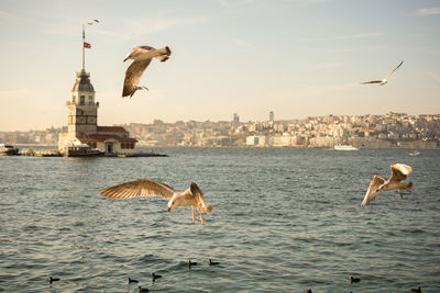 Seagulls flying over sea in city