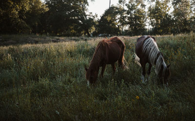 Horses grazing on a field at sunset