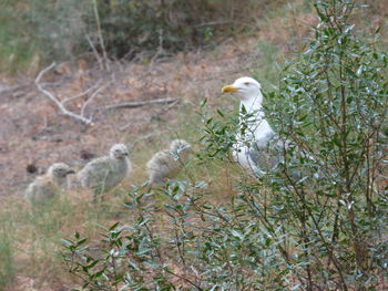 View of birds in nest