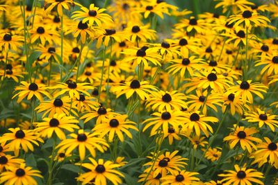 Full frame shot of yellow flowering field