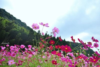 Low angle view of pink flowers