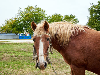 Portrait of horse standing on field against sky