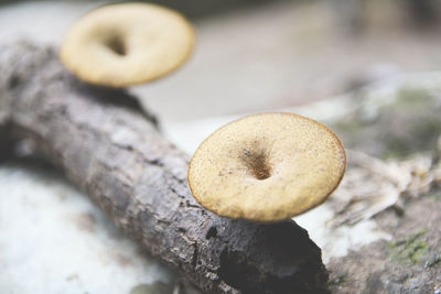 Close-up of mushrooms on wood