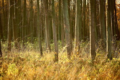 View of trees in forest