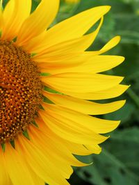 Close-up of sunflower