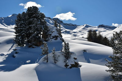 Snow covered plants by mountains against sky