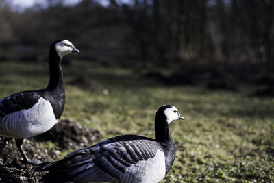 Close-up of geese on grass