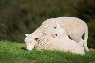 Sheep in a field