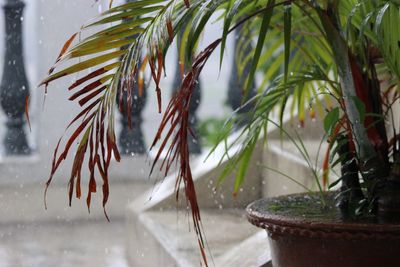 Close-up of leaves in water