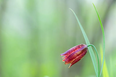 Close-up of red flowering plant