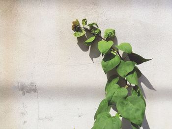 Close-up of leaves against wall