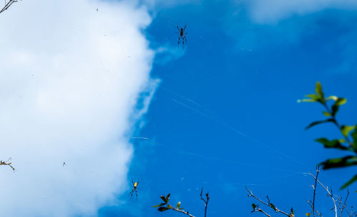 Low angle view of birds flying in sky