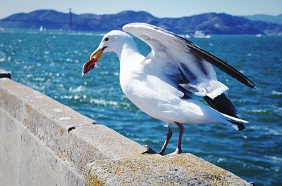 Seagull perching on sea shore