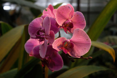 Close-up of pink flowering plant
