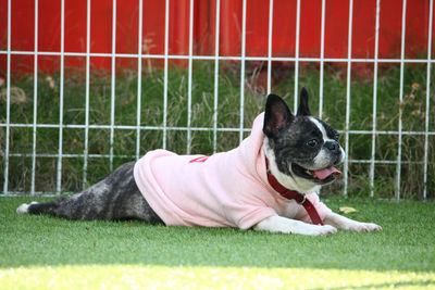 Dog relaxing on grass