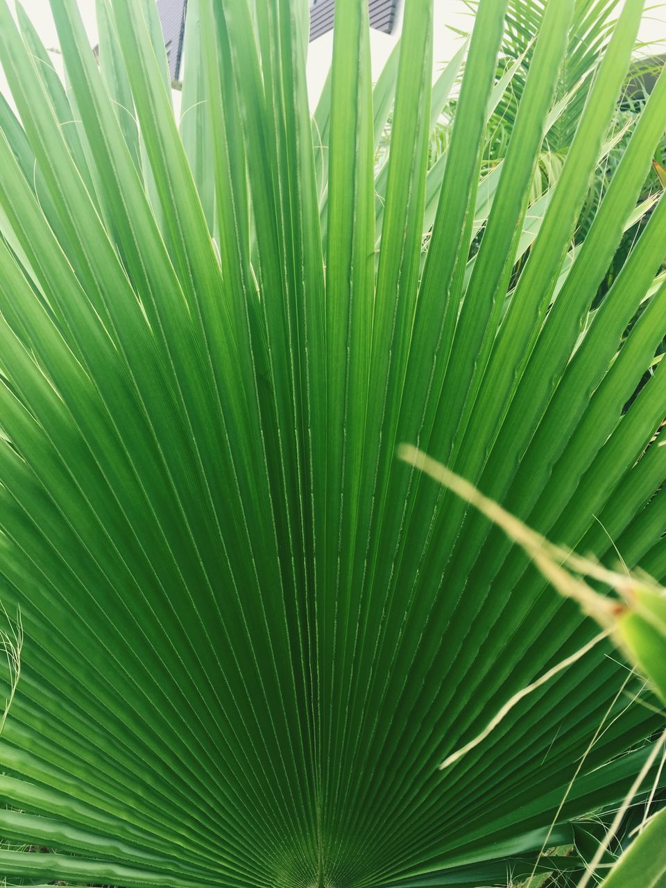 green color, leaf, water, growth, close-up, nature, full frame, dew, backgrounds, freshness, plant, beauty in nature, natural pattern, fragility, focus on foreground, green, outdoors, day, tranquility, no people, detail, selective focus, lush foliage, grass, leaves, growing, weather