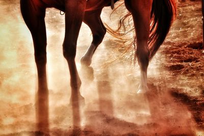 Low section of horse standing on field