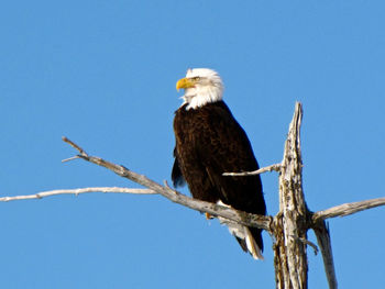 Low angle view of eagle perching on branch against sky