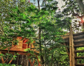 Low angle view of trees and plants by building