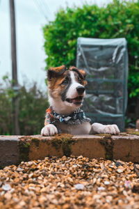 Dog looking away while sitting outdoors