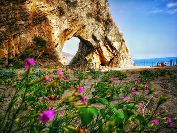 Flowers growing on rock by sea against sky