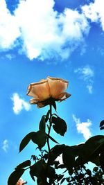 Low angle view of tree against blue sky