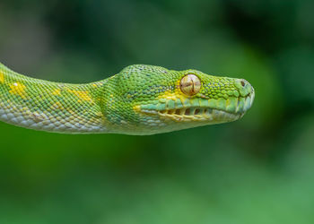 Close-up of snake