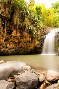 Scenic view of waterfall in forest