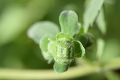 Close-up of plant