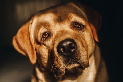 Close-up portrait of dog at home