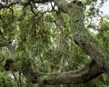 Low angle view of trees in forest