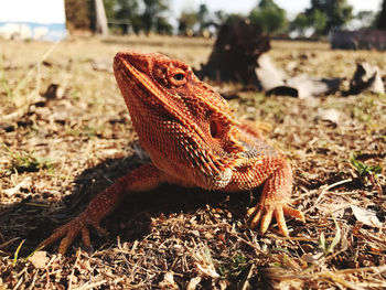 Close-up of lizard on land
