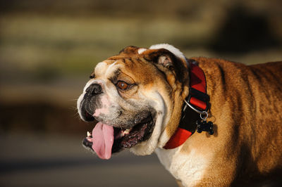 Close-up of dog sticking out tongue outdoors