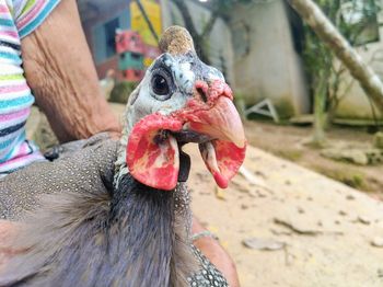 Close-up of a bird