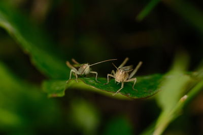 Close-up of insect on leaf