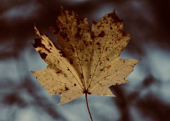 Close-up of dried maple leaf
