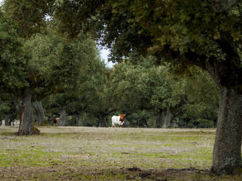 View of men and trees in park