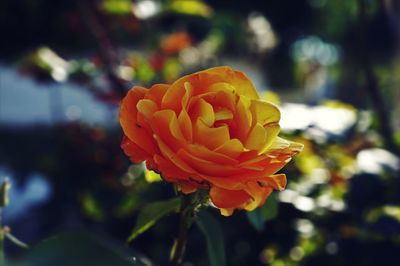 Close-up of flower blooming outdoors