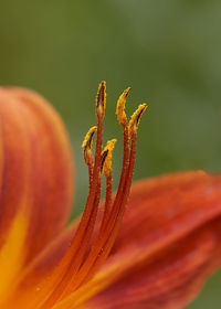 Close-up of orange rose