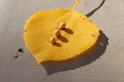 Close-up of yellow leaf on sand