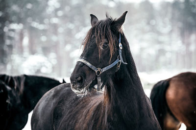 Close-up of a horse on field