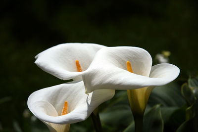 Close-up of flower blooming outdoors